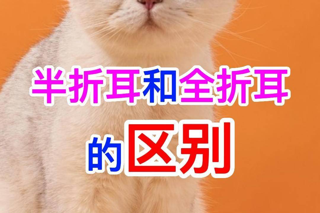 半折耳和全折耳的区别