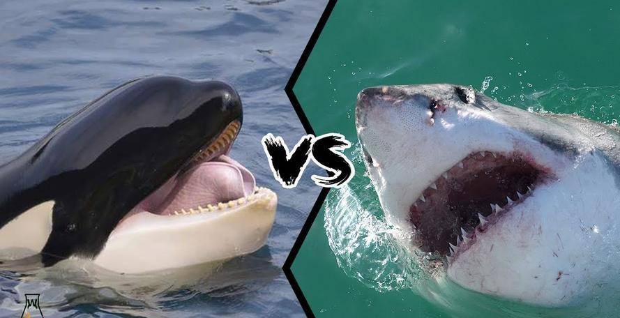 "海洋界的街溜子",把大白鲨当辣条吃,结果却被座头鲸揍得不轻_智商