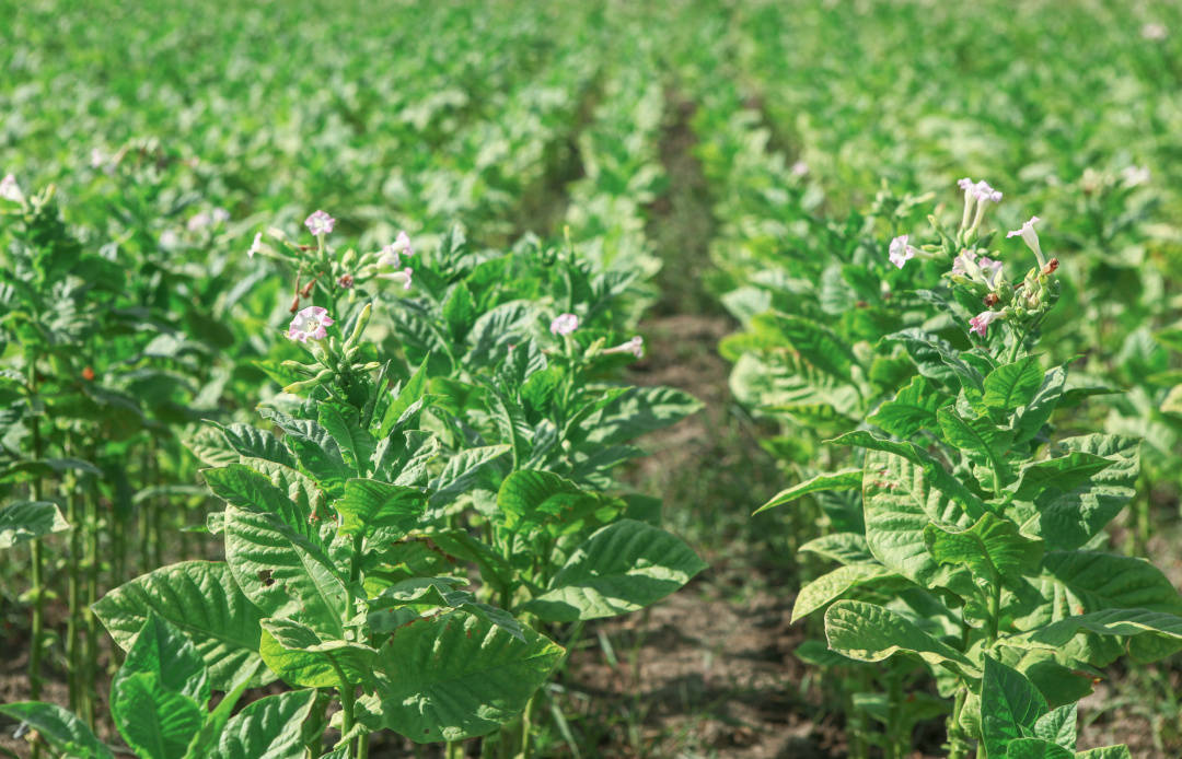 中国四大雪茄烟区包括哪几个,都有哪些种植特点?
