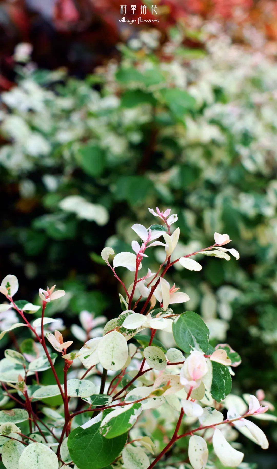 「二列黑面神」听起来太凶了,还是叫你雪花木吧_叶片_植物_粉红色