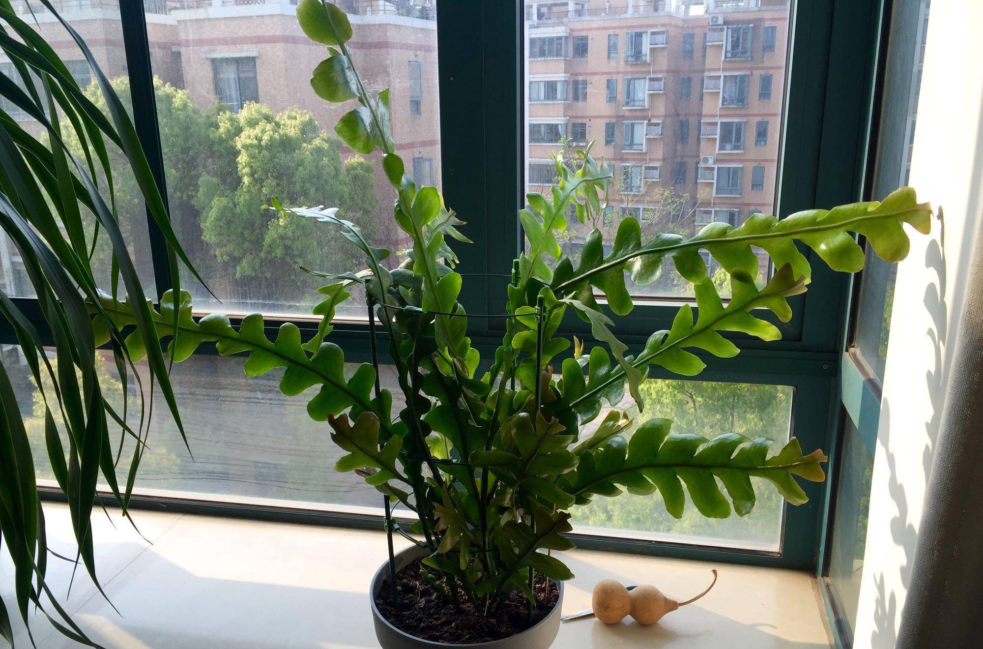 室内盆栽"新宠"—锯齿昙花,能观叶,赏花,闻花香,耐阴且好养_开花_植物