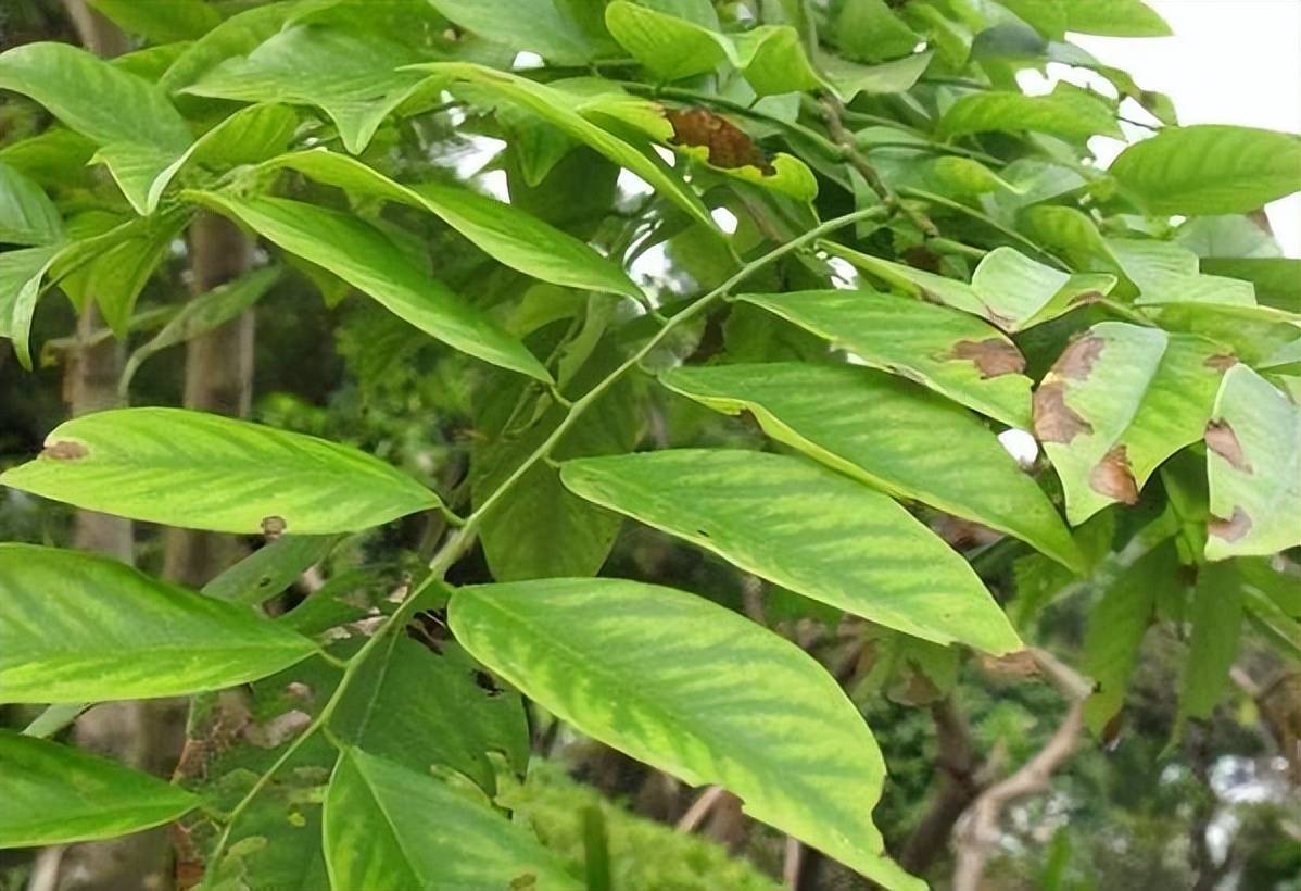 黄檀木价值图片