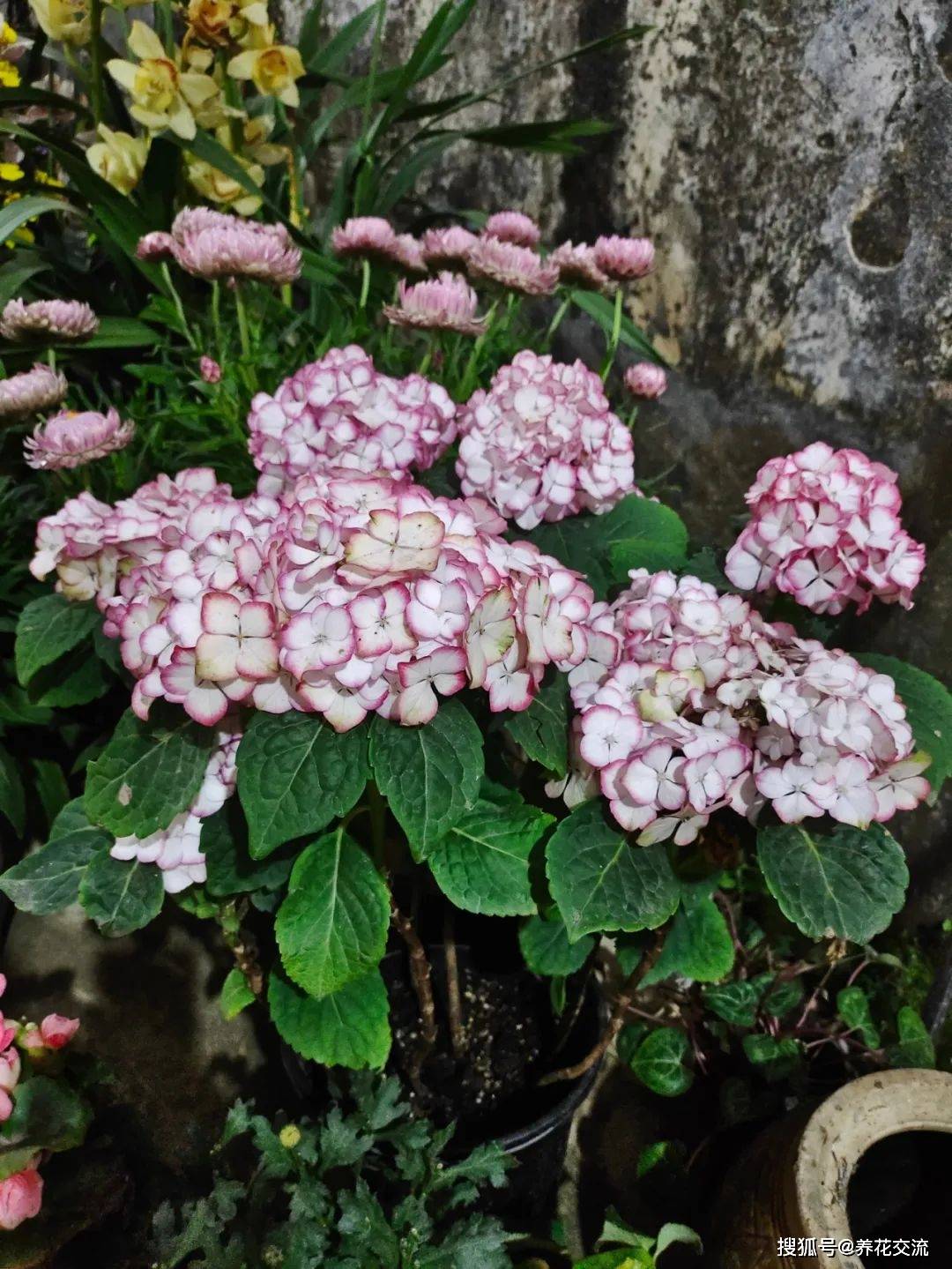 室内水生植物（室内种植水生植物品种） 第9张