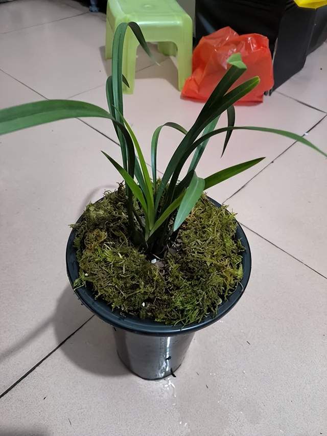 哪些化学肥料适合兰花?_生长激素_根部_半月