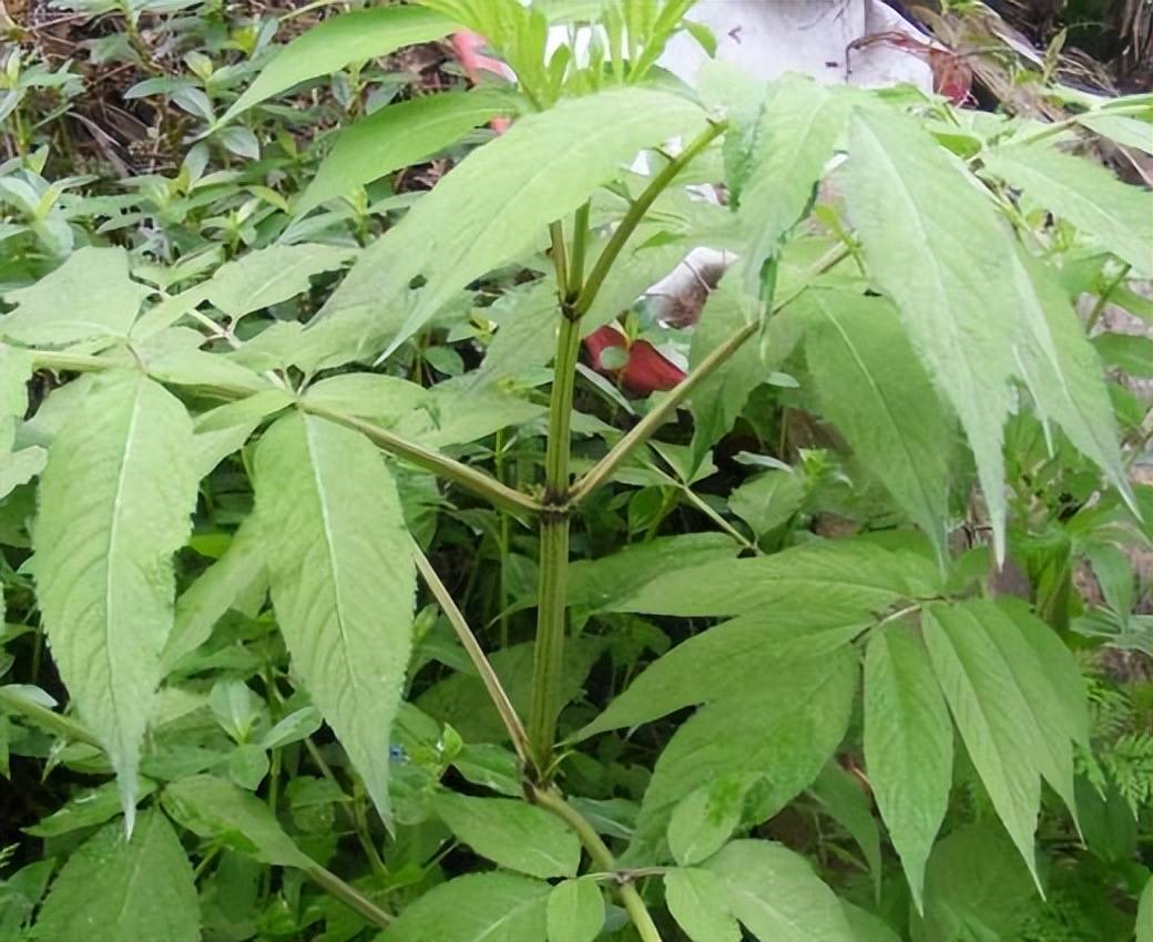 农村被称为"接骨灵",跌打损伤有良效,城里卖到15元一斤_野草_好处