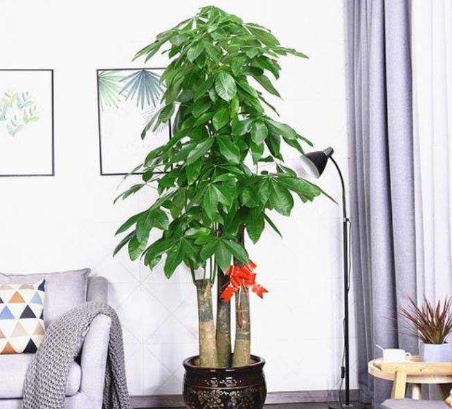 原创            适合家里养殖的绿植花卉盆栽，新手朋友快来选一选吧-适合家里养的盆花