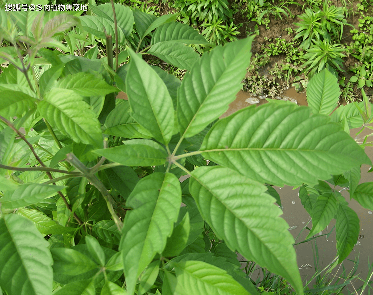 俗称"镇痛草",有着黄金根,如今在门前有不少,很珍贵,记得挖_黄荆_植物