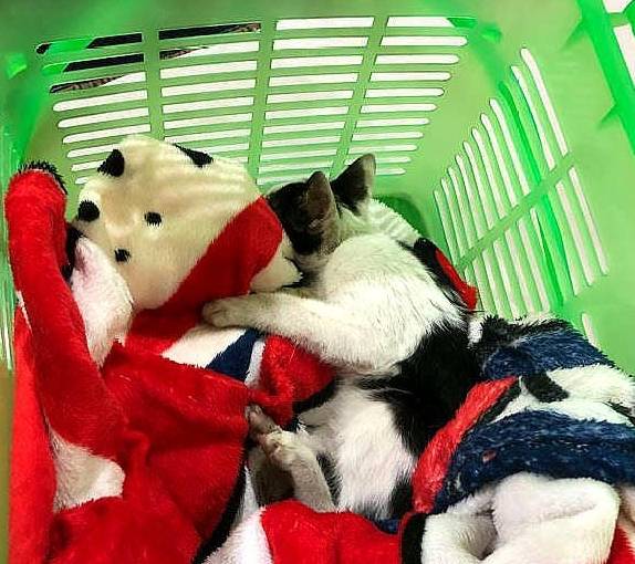 狗狗发现失明小猫秒冲过去,好心主人收编带回家 狗狗发现失明小猫秒冲过去,好心主人收编带回家