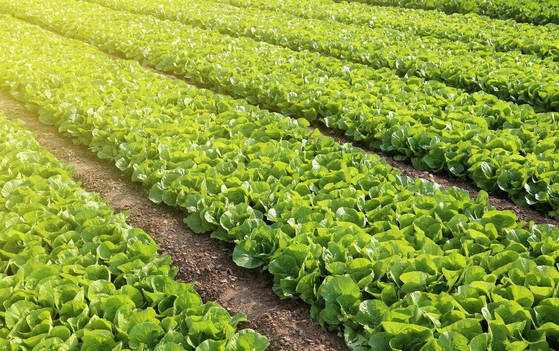 清明在即,春茬菜园小白菜该种了,7个种管要点,可助你30天收菜_种植