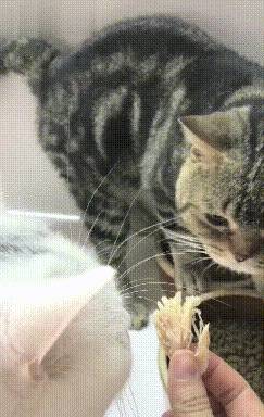 男子起床喂狗,发现猫咪躲在角落不敢动 男子起床喂狗,发现猫咪躲在角落不敢动
