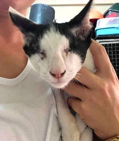 狗狗发现失明小猫秒冲过去,好心主人收编带回家 狗狗发现失明小猫秒冲过去,好心主人收编带回家