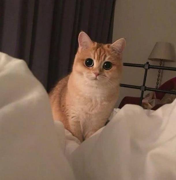 猫咪排队偷肉吃轮流放风,黑猫:快点吃该轮到我了! 猫咪排队偷肉吃轮流放风,黑猫:快点吃该轮到我了!