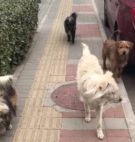 哈士奇一脚踏空掉水里,表情逗笑众人! 哈士奇一脚踏空掉水里,表情逗笑众人!