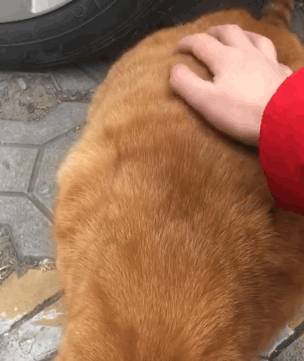 男子起床喂狗,发现猫咪躲在角落不敢动 男子起床喂狗,发现猫咪躲在角落不敢动