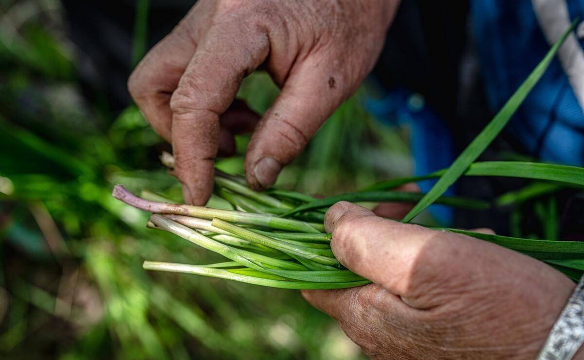 韭菜采收不是一割了之,掌握7个采收技巧,为吃到下茬韭留个念想_茬口