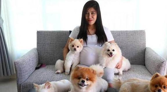 为什么养博美犬的人越来越少?很多人表示接受不了这5点!