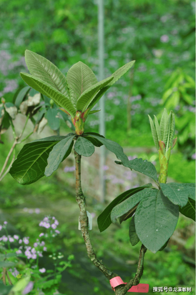 園栽植55年首花的翹首杜鵑高山杜鵑繁育非常困難,儘管種子發芽率很高