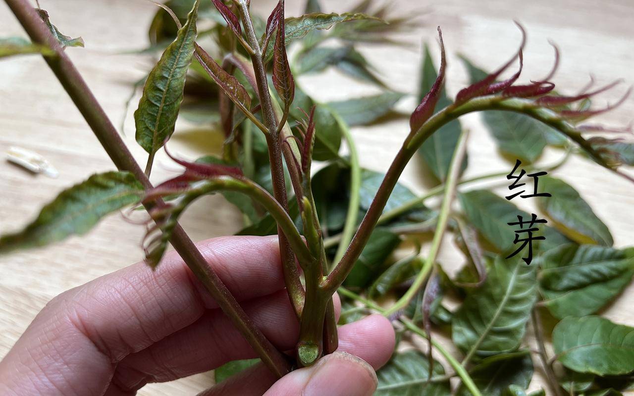 奶奶:区别很大,别再挑错_臭椿_时候_颜色