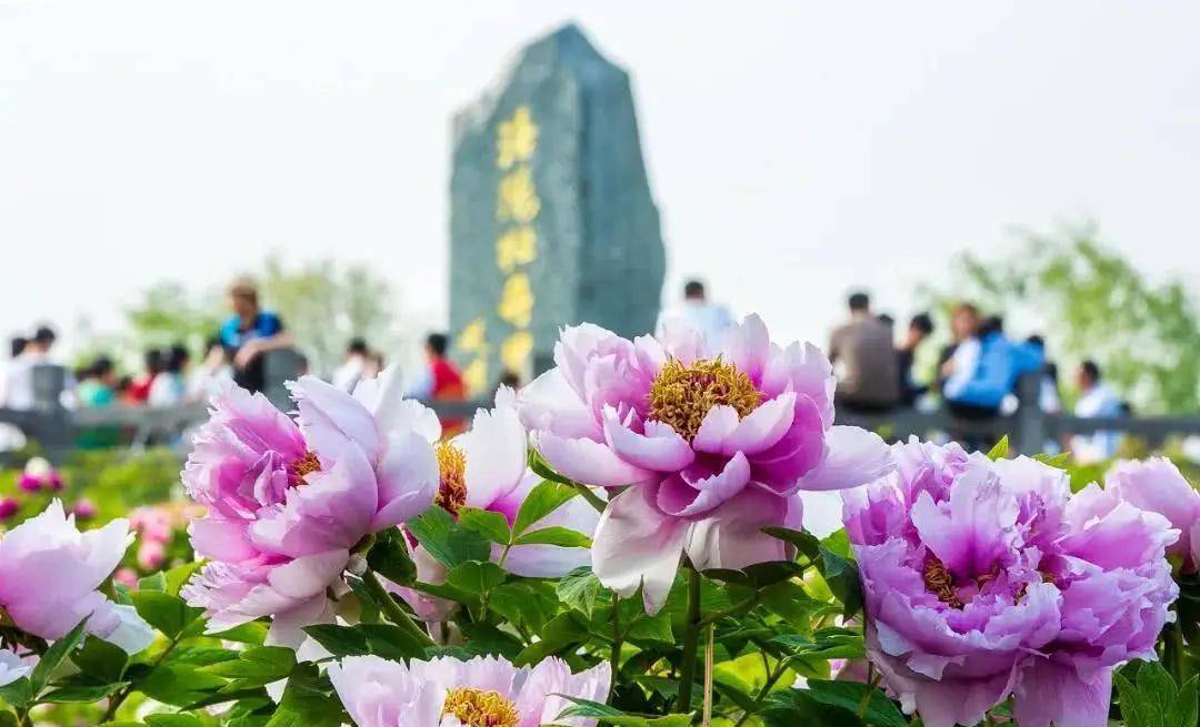 洛陽牡丹花開了!這6個賞花看牡丹的絕佳公園,千萬不要錯過!