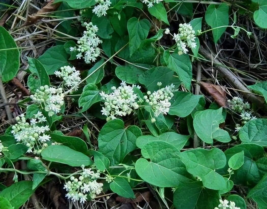 东北野菜羊犄角图片