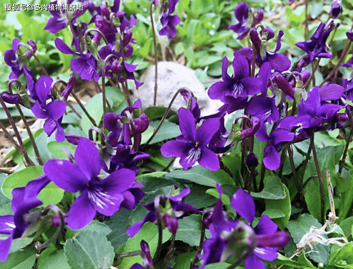 俗称"化毒草",想不到大路边就有不少,那么你见过吗?来看看!