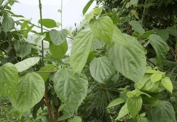 豆腐柴树图片功效作用图片