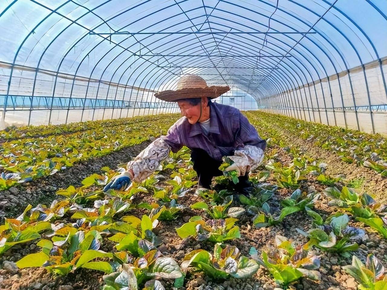 因菜類施肥:不同種類的蔬菜,吸收積累硝酸鹽的程度不同,白菜類及綠