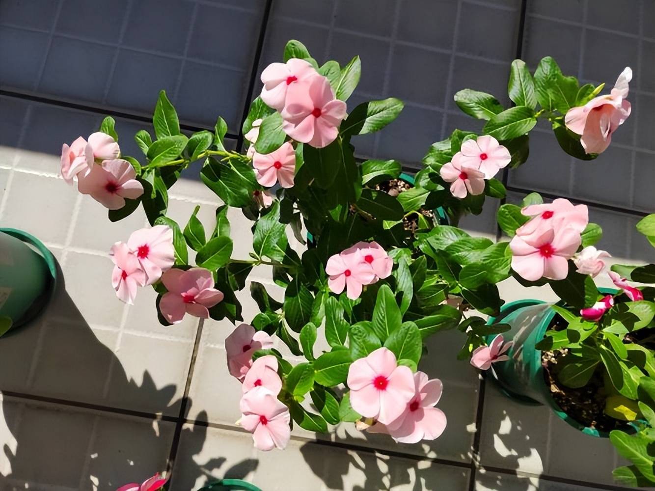 盘点6款爱开花的花卉，号称“开花机器”，一年能开300天_搜狐网