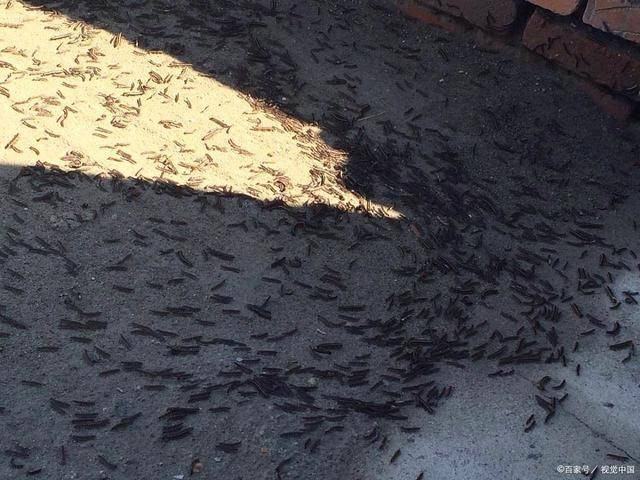 成都升温千足虫满街爬-成都升温千足虫满街爬4