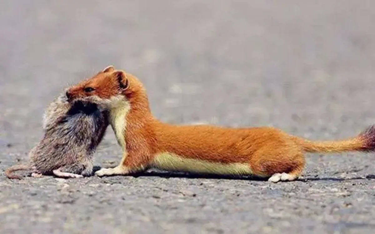 黄鼠狼学名黄鼬,它可绝对不简单,如果和猫体型一样大的话,其战斗力绝