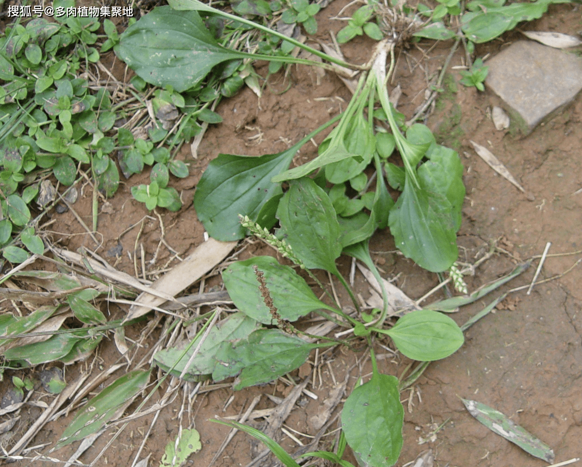 七旬老人叫它"利尿草",农村井边就有,常常被采挖走,极为珍贵_植物