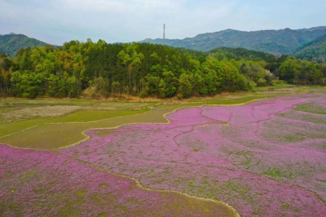 安庆五横花海图片