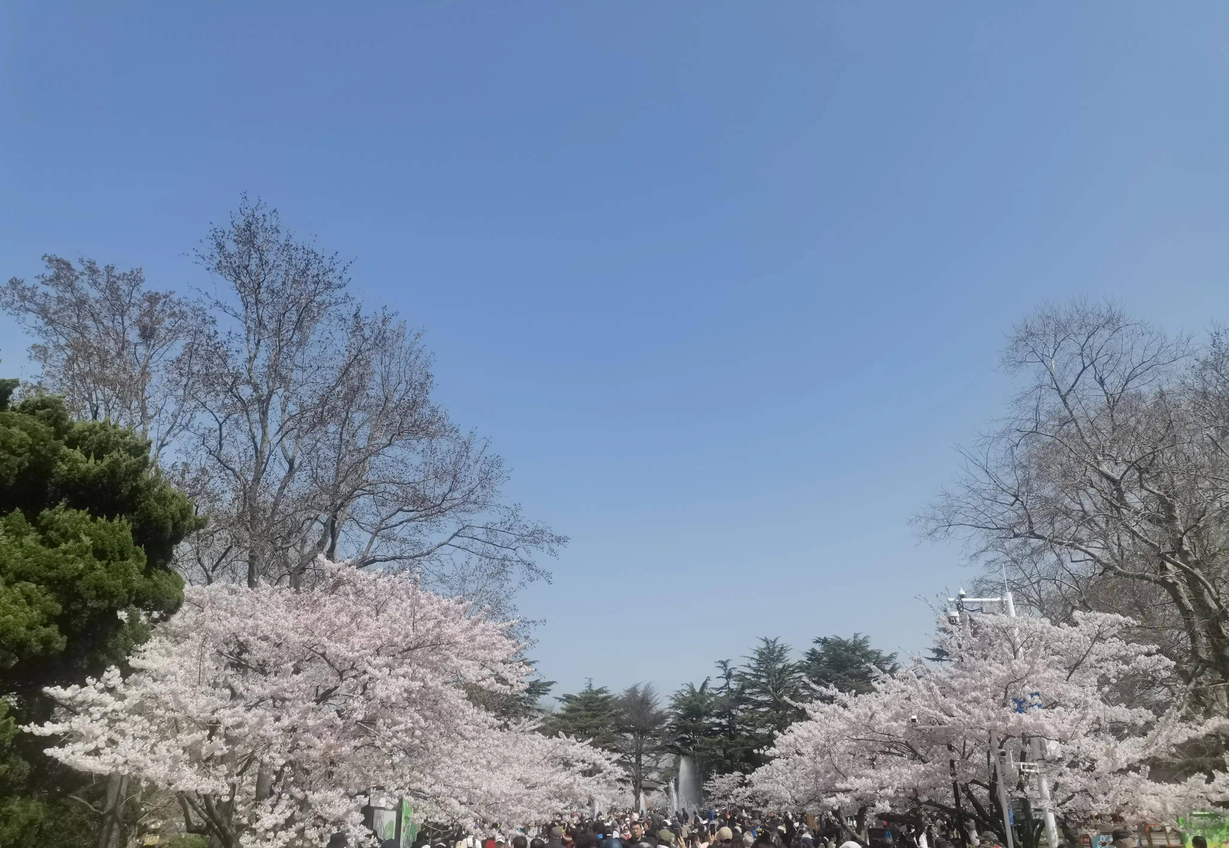 盛春赏樱花,青岛中山公园樱花节正在举行