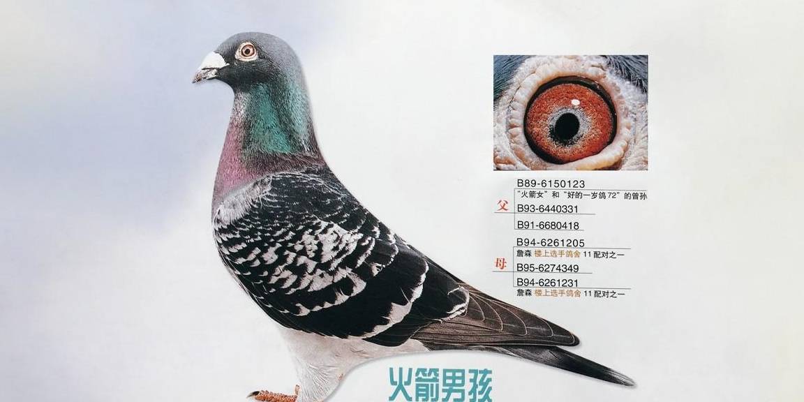 从屋顶漏风的詹森鸽舍谈幼鸽赛的本质_鸽子_饲料_呼吸道