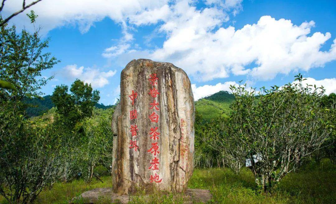 景谷大白茶未来可期_云南_景谷县_茶树