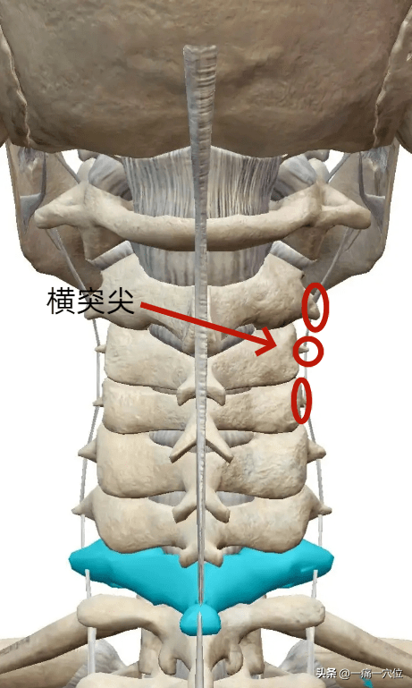 颈椎棘上韧带炎位置图图片