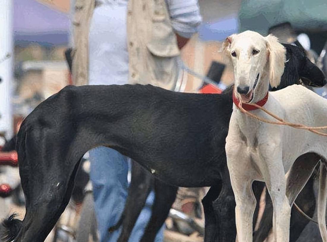 为何国人不养"细犬"?腿再长,也躲不过这6点_猎犬_主人_我国