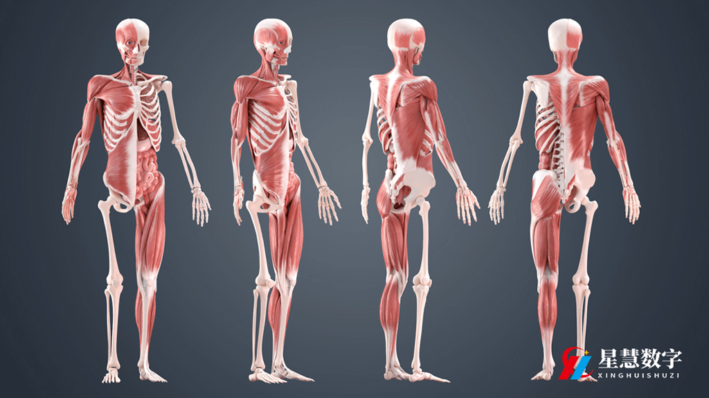 3d人体解剖软件 助力医学教学进入数字化时代