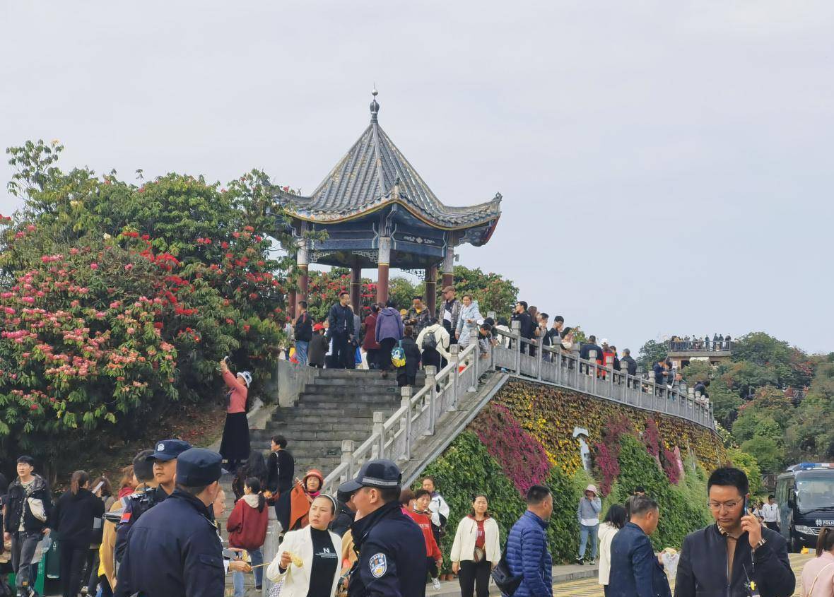 千年杜鹃花王图片