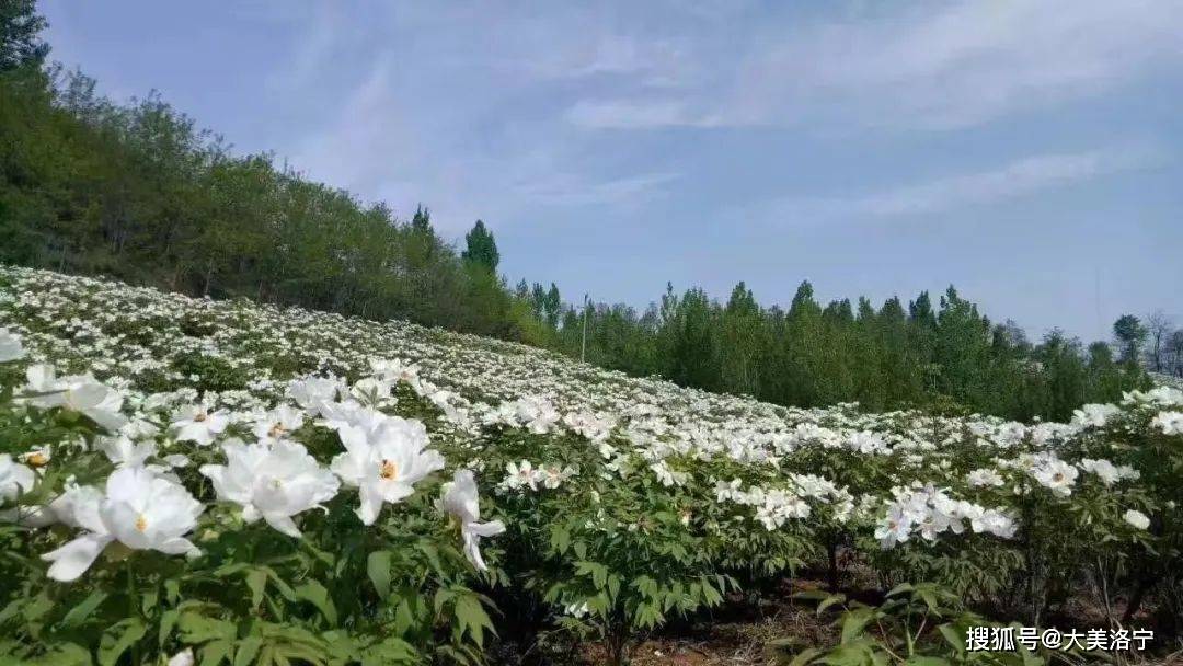 牡丹花水（牡丹花水墨画图片） 第8张