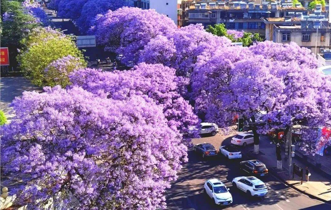 四川这座小城20000余株的蓝花楹开了!_西昌_紫色_城市