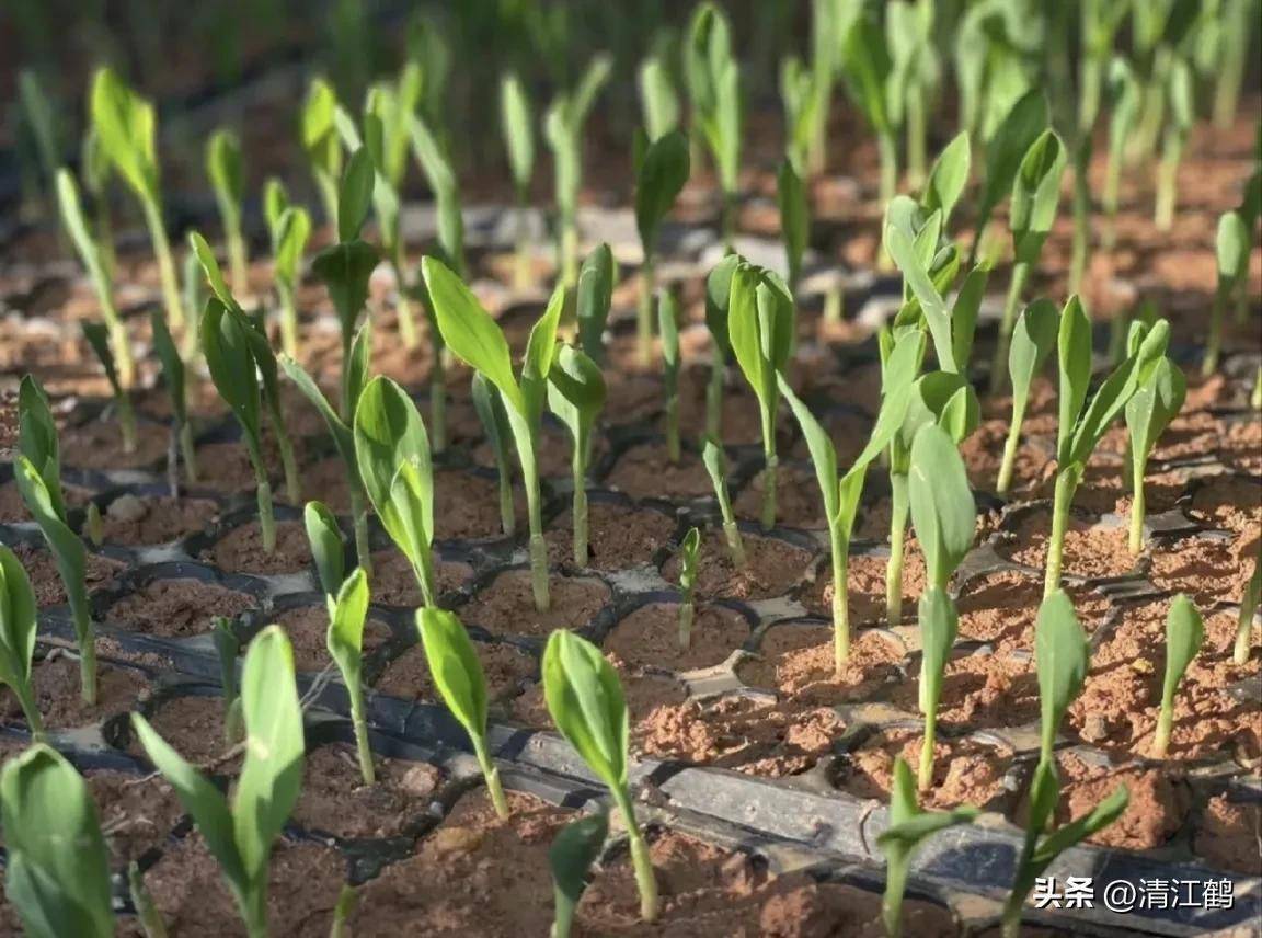 播种季"育苗壮秧剂"怎么用?