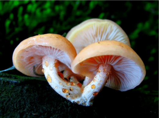 【食藥用菌育種】一種顏色鮮豔風味獨特的食用菌