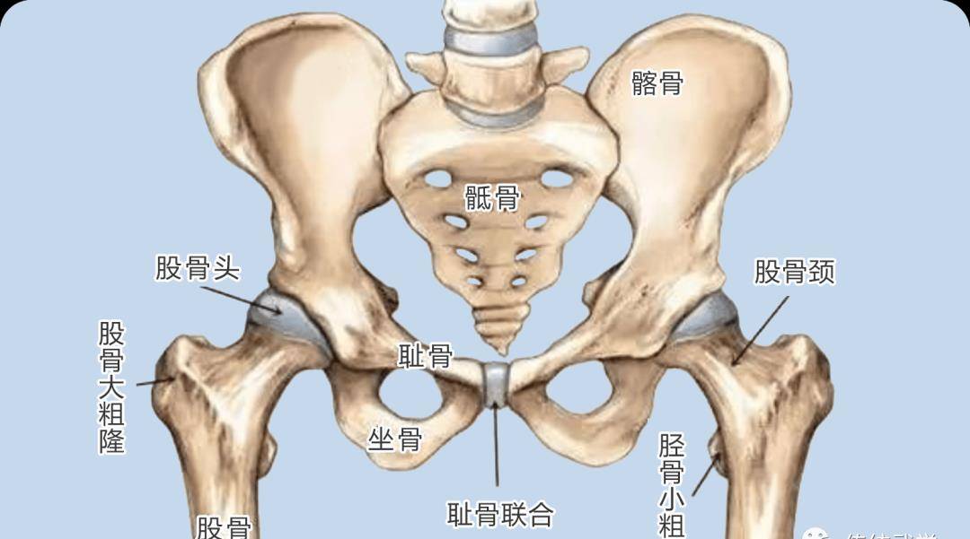 尾闾骨的准确位置图图片