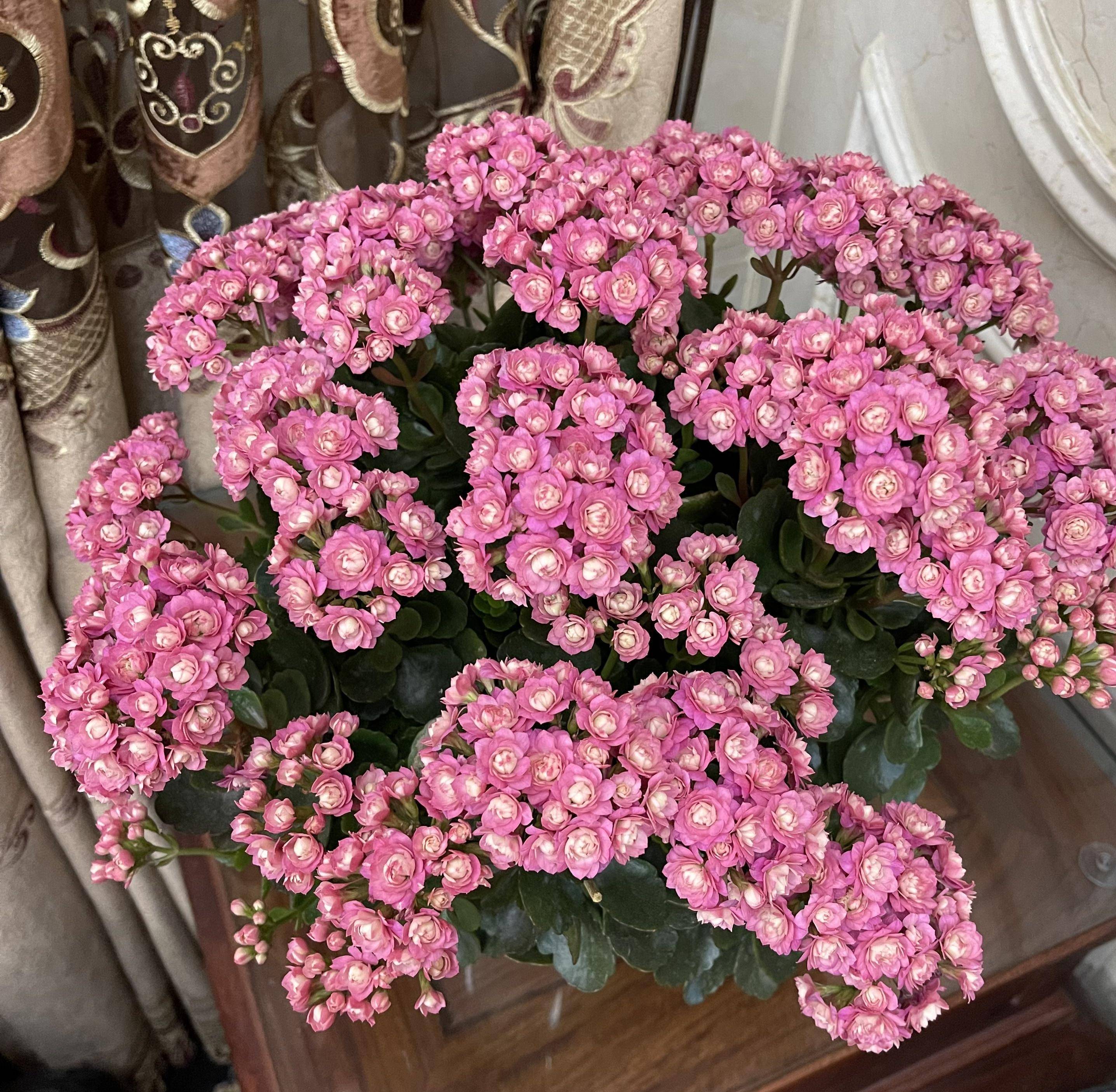 长寿花界的"精品"—豆沙皇后,玫瑰花型,颜值高,好养又爱开花_阳台