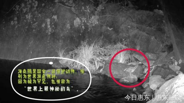 广东惠东发现“世界最神秘的鸟”海南鳽（jiān）