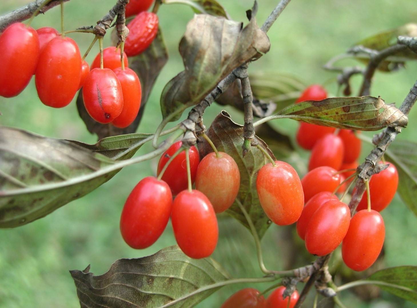 药食同源山茱萸