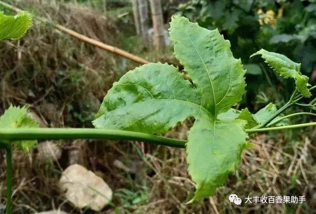 二年级植物传播种子的方法（二年级植物传播种子的方法柳树） 第1张