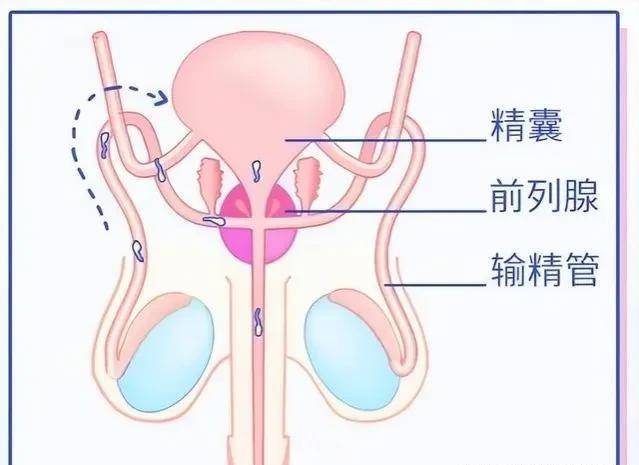 输精管四个部分图片