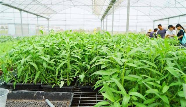在种植空心菜的温度方面,由于空心菜种子在15度以上的环境中可以发芽